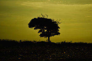 SOUFFLE JAUNE - LA SOLITUDE D’UN ARBRE